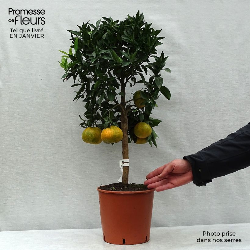 Mandarinier - Citrus deliciosa - Agrumes Pot de 4L/5L sample as delivered in winter