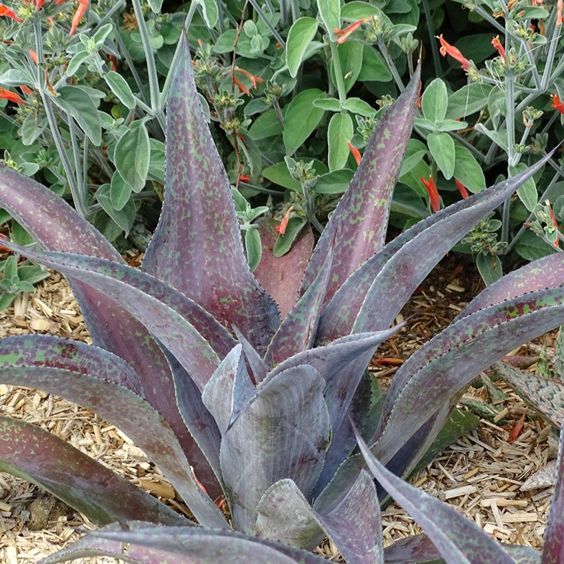 Mangave Mission to Mars (Plant habit)