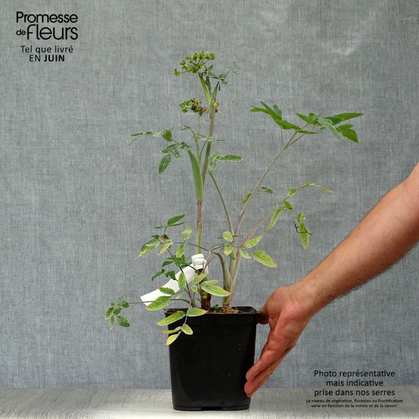 Mathiasella bupleuroides Green Dream 3L/4L pot sample as delivered in summer