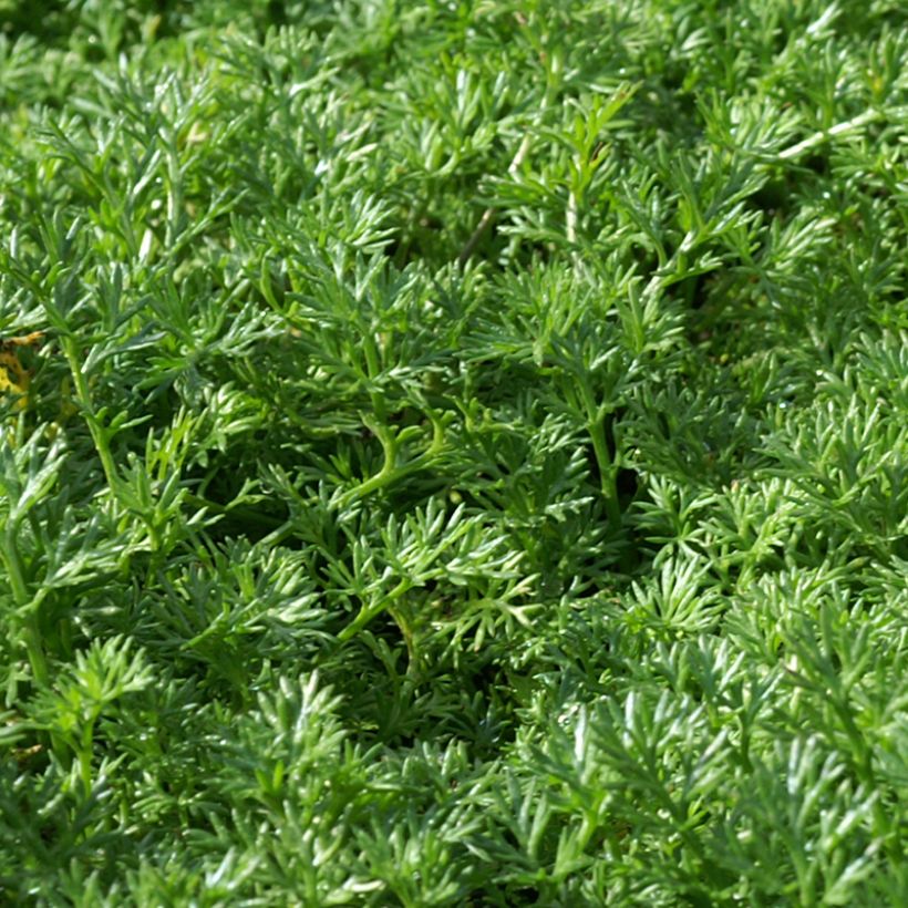 Matricaria tchihatchewii (Foliage)