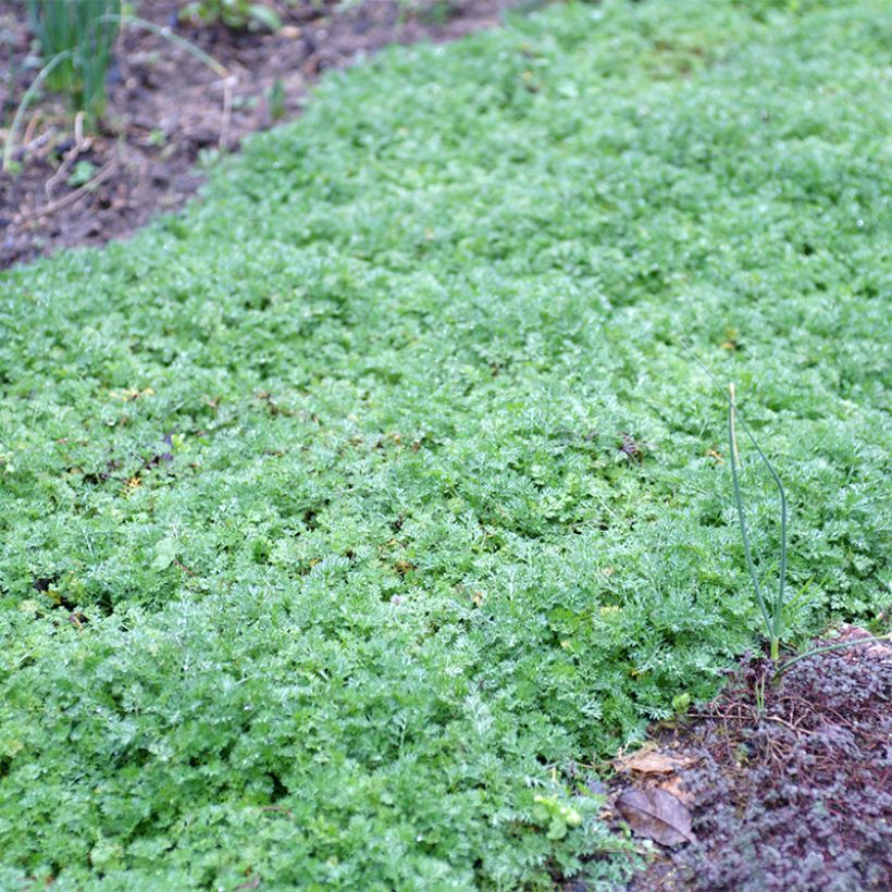 Matricaria tchihatchewii (Plant habit)