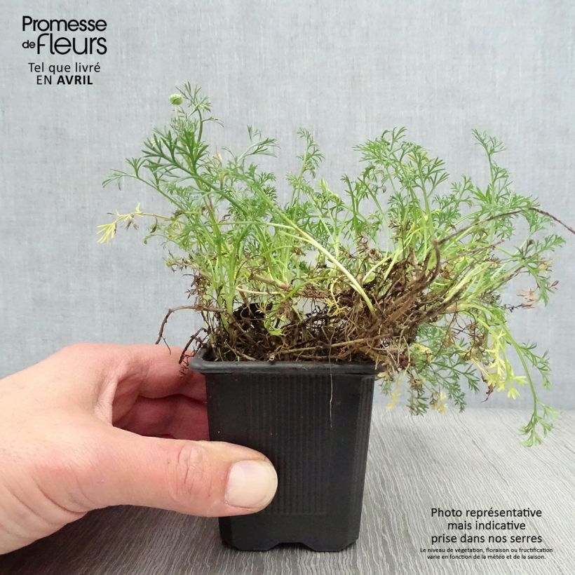 Matricaria tchihatchewii - Pyrèthre gazonnant Godet de 8/9 cm sample as delivered in spring