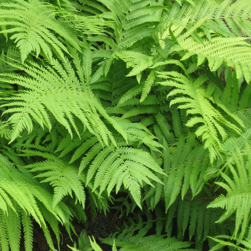 Matteuccia struthiopteris - Ostrich Fern (Foliage)