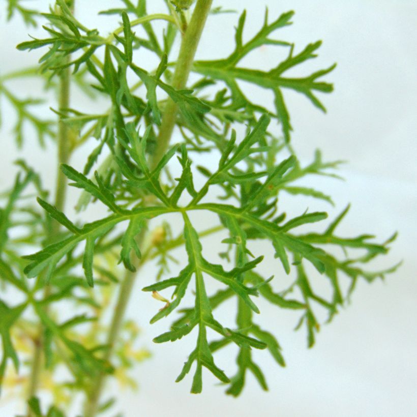 Malva moschata Alba - Musk Mallow (Foliage)