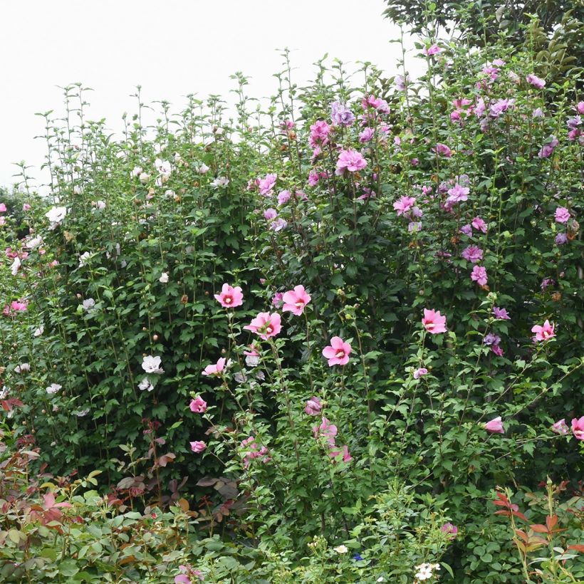 Hibiscus syriacus ROSSO - Rose of Sharon (Plant habit)