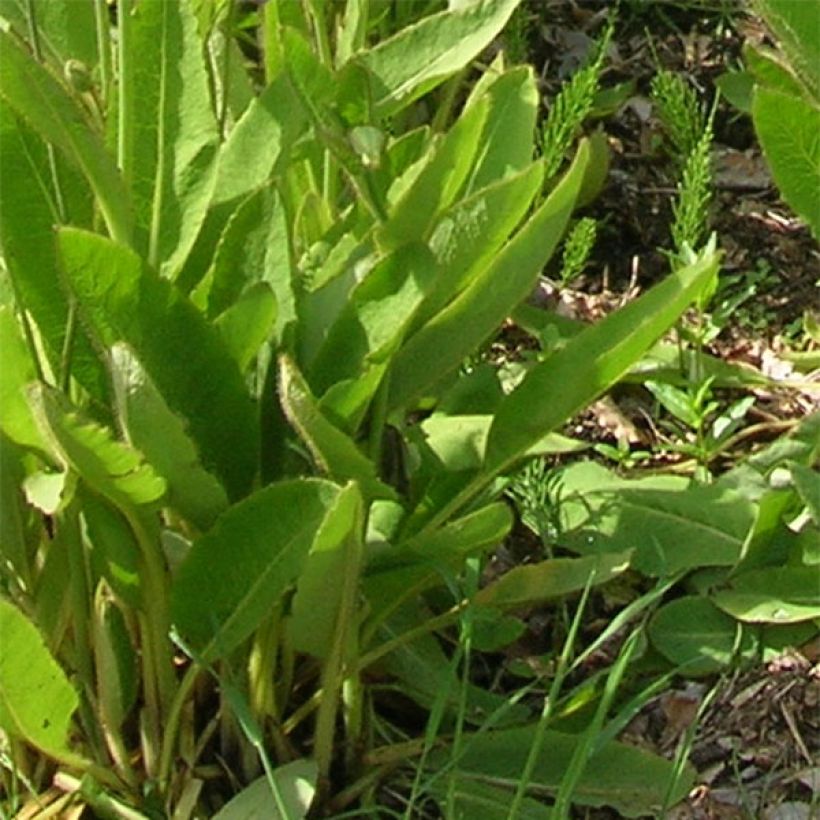 Meconopsis x sheldonii  (Foliage)