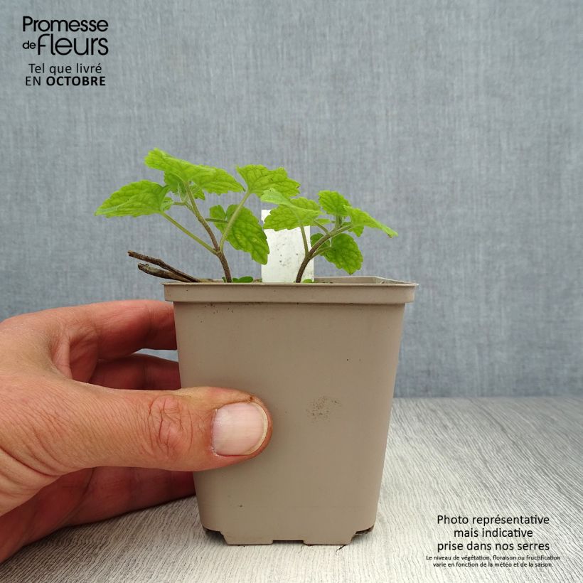 Meehania urticifolia 8/9 cm pot sample as delivered in autumn