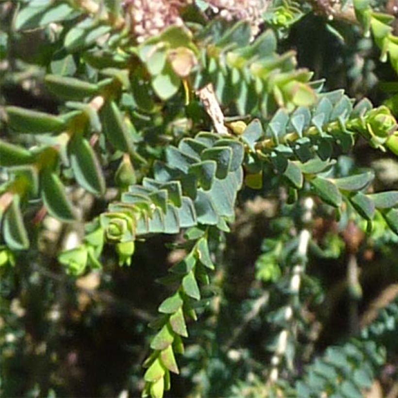 Melaleuca gibbosa (Foliage)