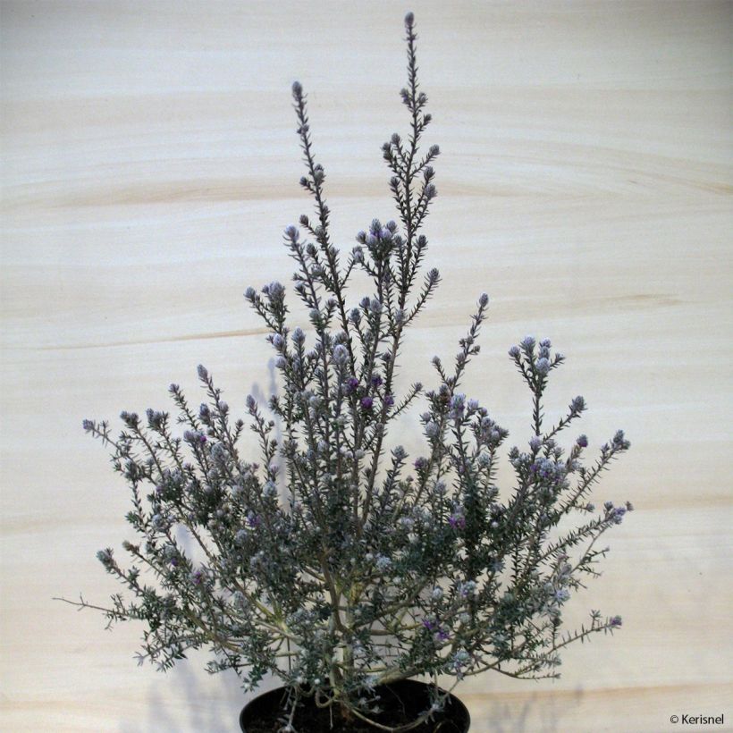 Melaleuca squamea (Plant habit)