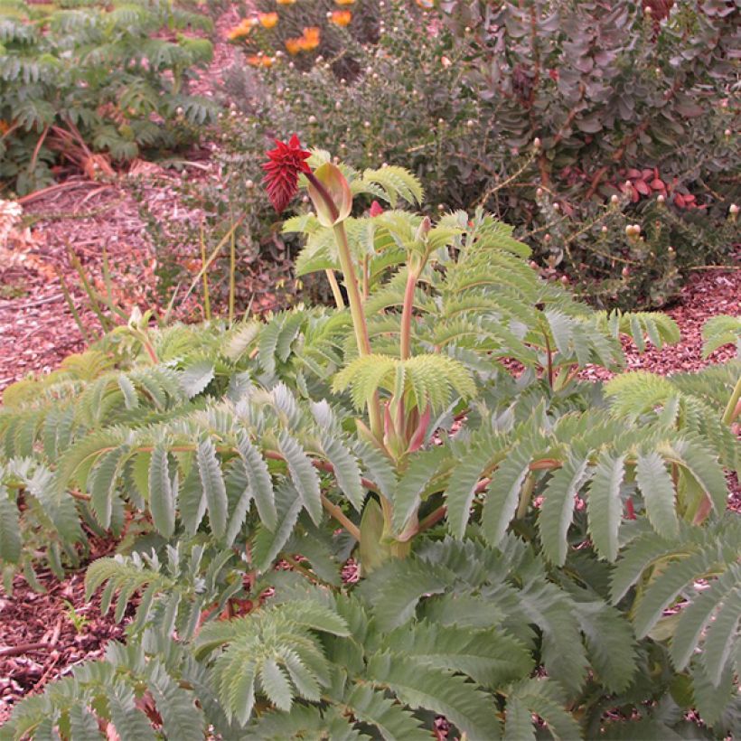 Melianthus major (Plant habit)