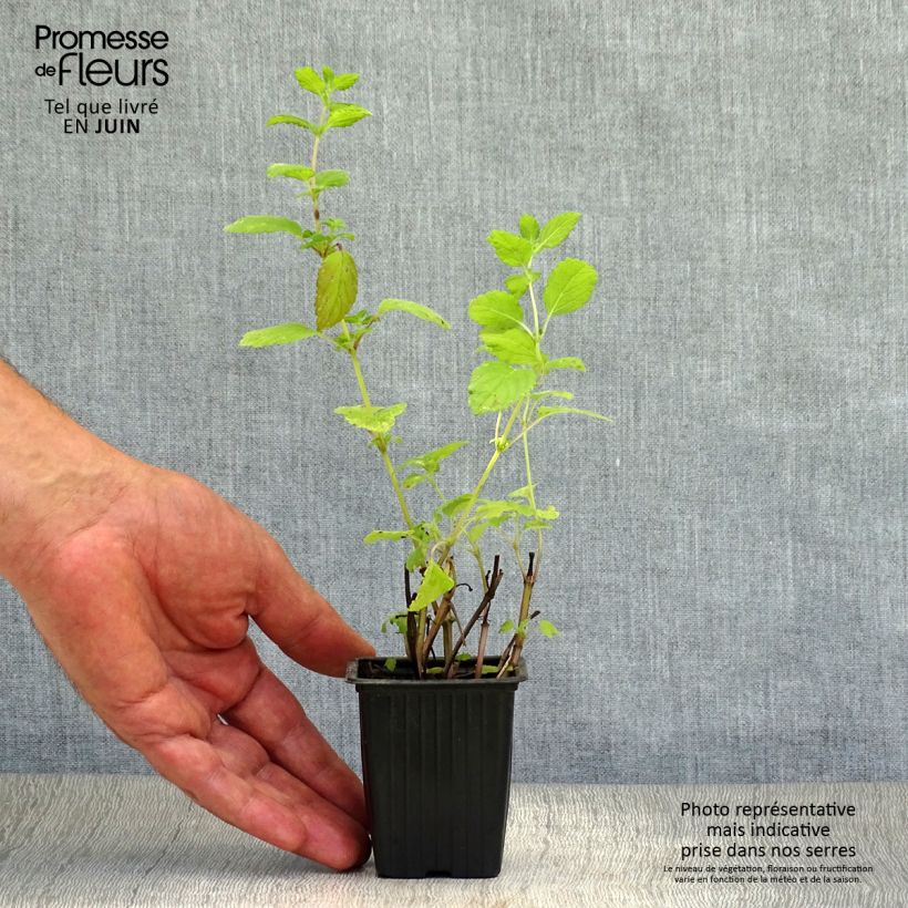 Melissa officinalis sample as delivered in summer