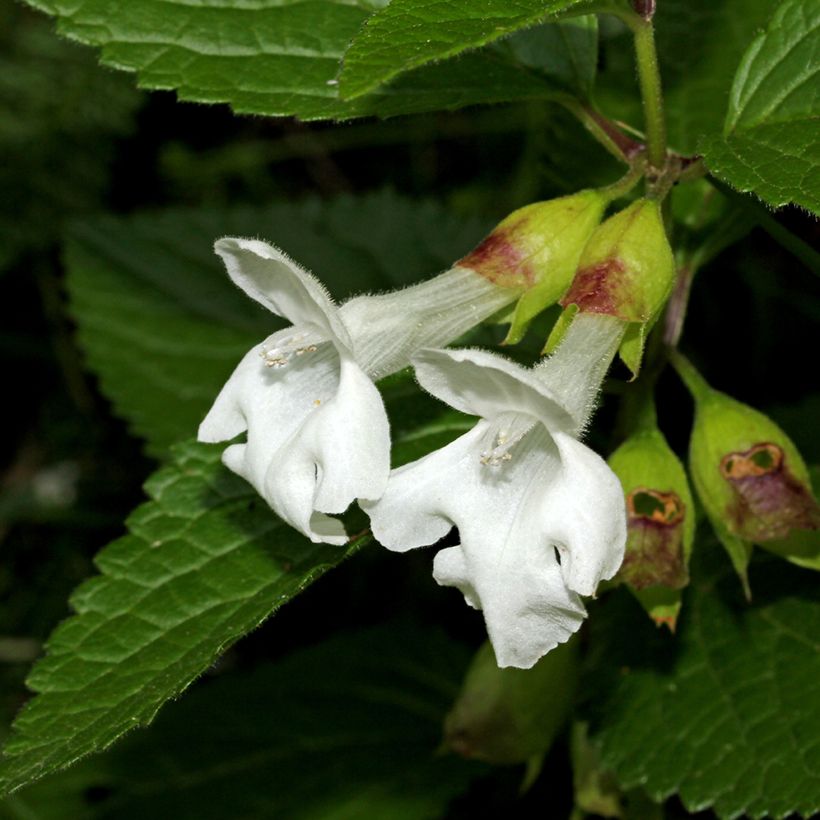 Melittis melissophyllum Alba (Flowering)