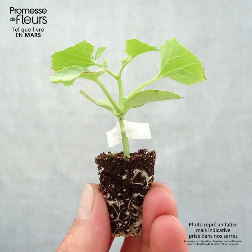Grafted Melon Cyrano F1 plants - Cucumis melo sample as delivered in spring