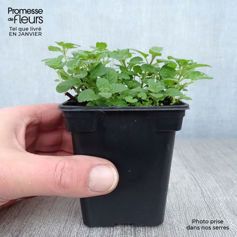 Menthe Bergamote BIO - Mentha citrata Bergamote Godet de 8 cm sample as delivered in winter