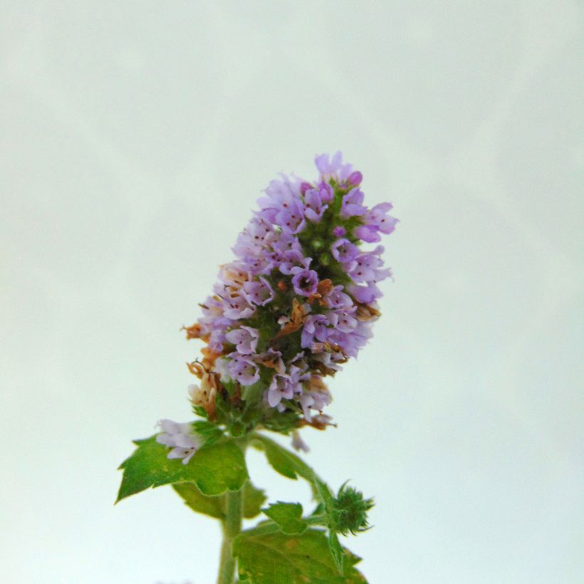 Cologne Water Mint BIO - Mentha citrata Cologne Water (Flowering)