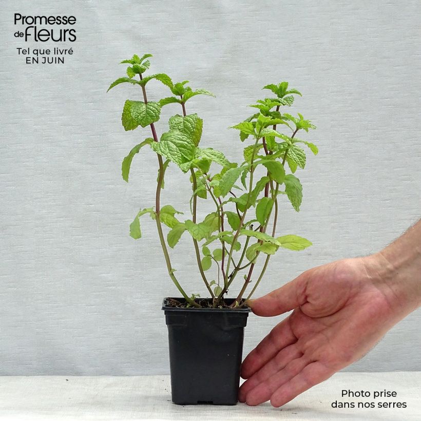 Organic Mentha hemingwayensis Mojito 7/8 cm pot sample as delivered in summer