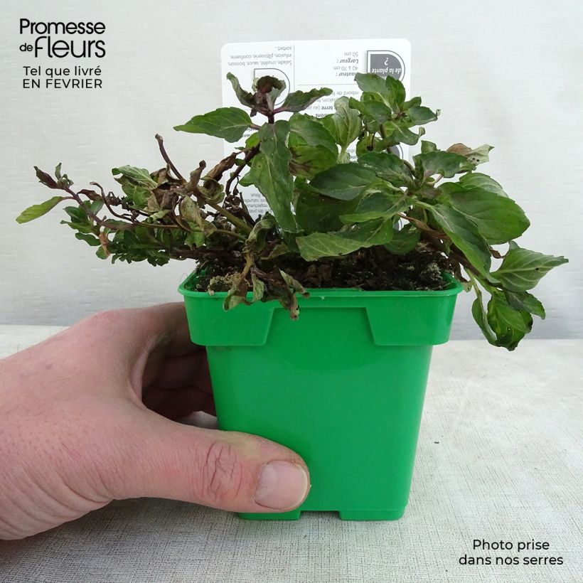 Menthe anglaise ou poivrée Citaro - Mentha piperata en plant Pot de 10 cm/11cm sample as delivered in winter