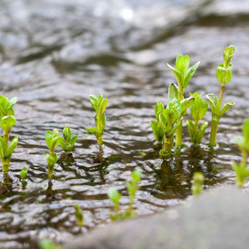 Water Mint - Mentha aquatica (Plant habit)