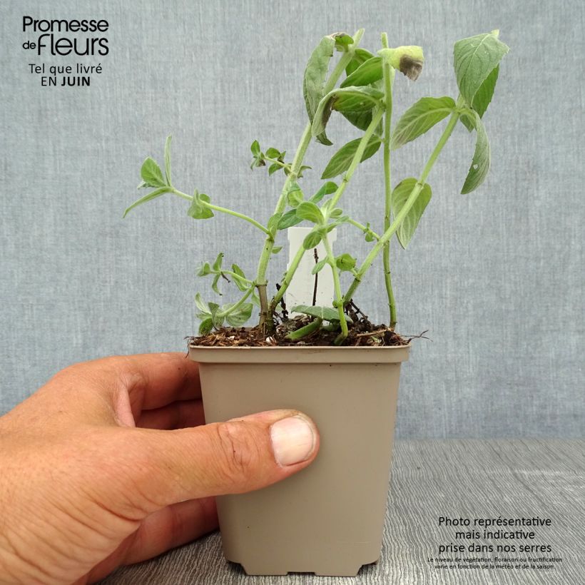 Buddleia Mint - Mentha longifolia Buddleja 8/9 cm pot sample as delivered in summer