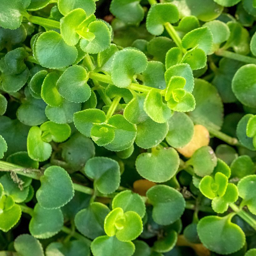 Mentha requienii - Mint (Foliage)