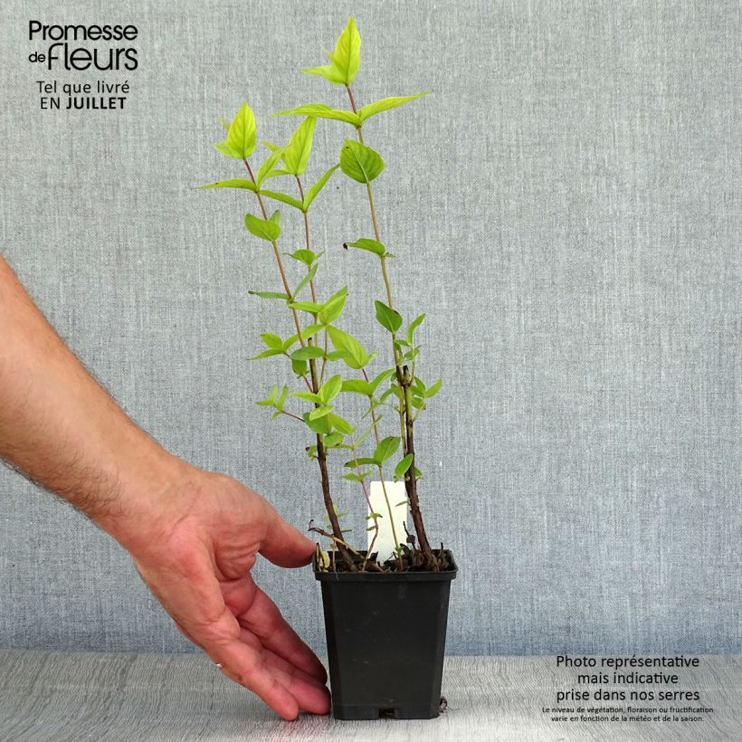 Pycnanthemum muticum - Mountain Mint 8/9 cm pot sample as delivered in summer