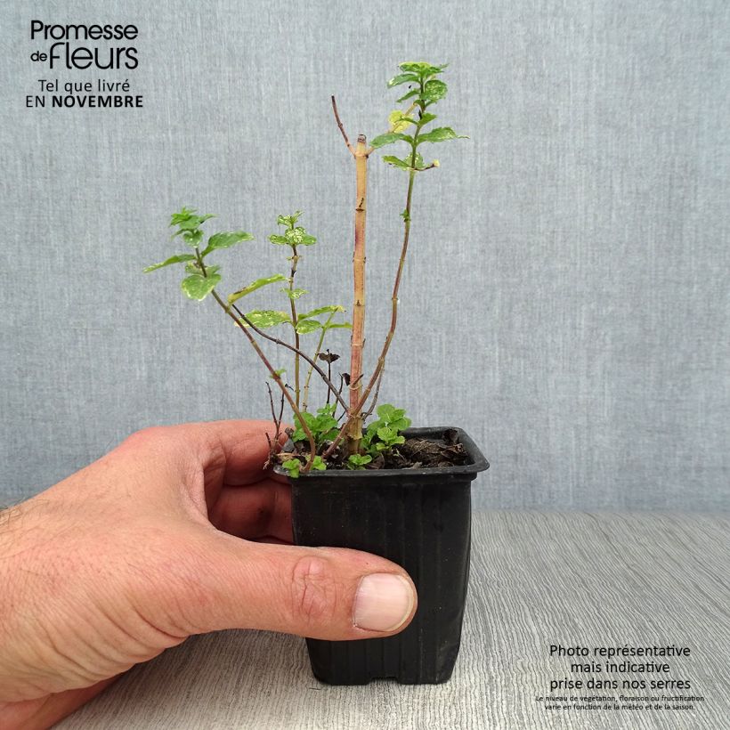 Menthe marocaine - Mentha spicata Nannah Godet de 7/8 cm sample as delivered in autumn