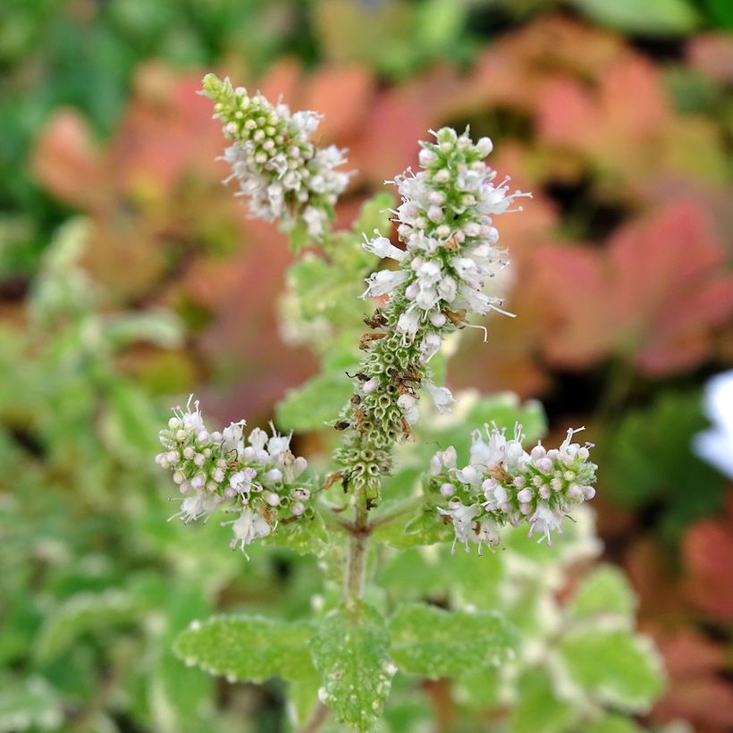 Variegated Mint - Mentha suaveolens Variegata (Flowering)