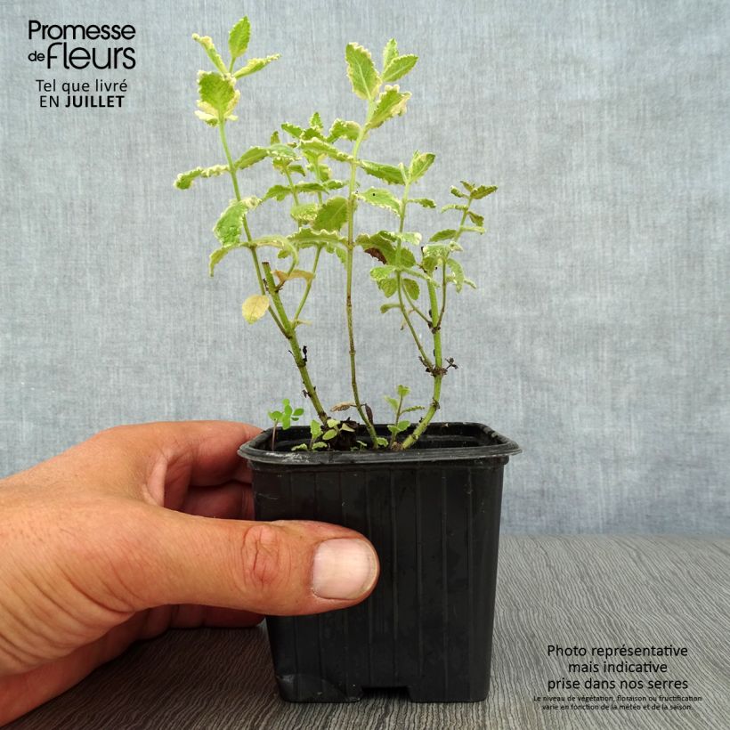 Variegated Mint - Mentha suaveolens Variegata 8/9 cm pot sample as delivered in summer