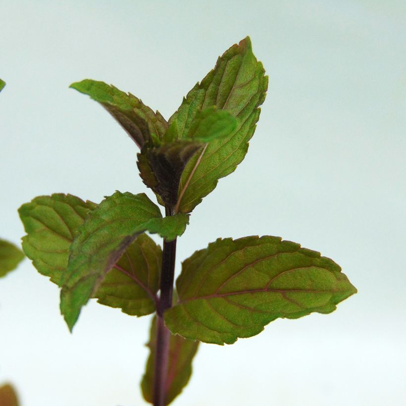 Peppermint - Mentha piperita (Foliage)