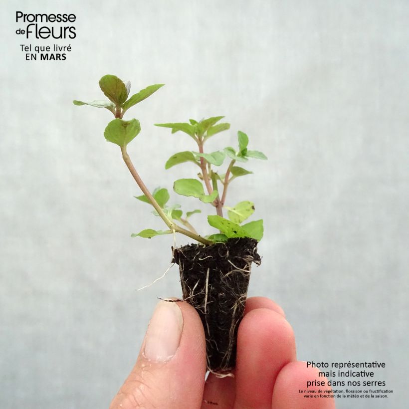 Mentha piperita in Plants sample as delivered in spring