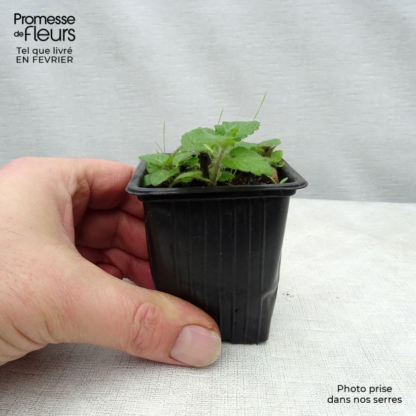 Menthe pomme - Mentha x rotundifolia Apfelminze sample as delivered in winter