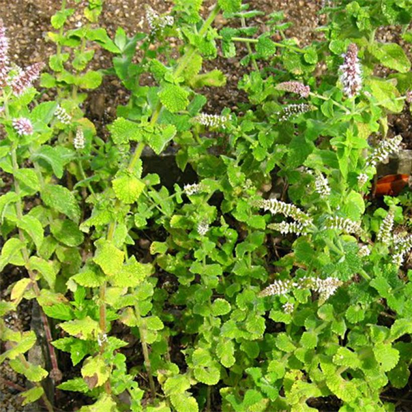 Organic Mentha rotundifolia (Foliage)