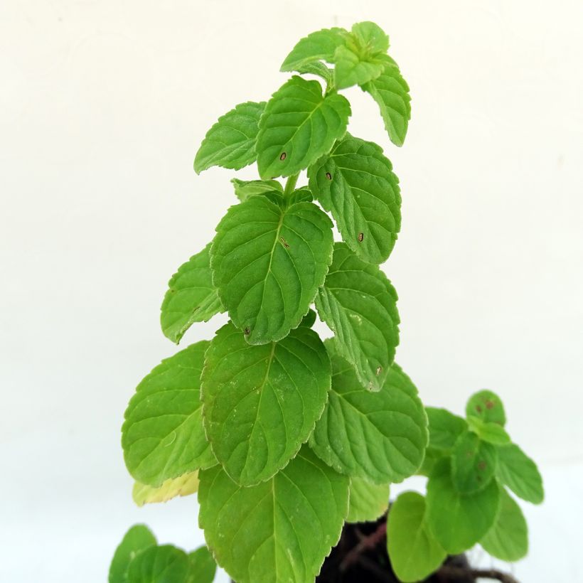 Organic Mentha rotundifolia (Foliage)