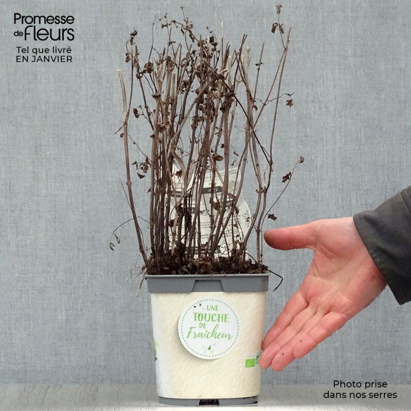 Menthe verte - Mentha spicata en plant BIO Pot de 2L/3L sample as delivered in winter