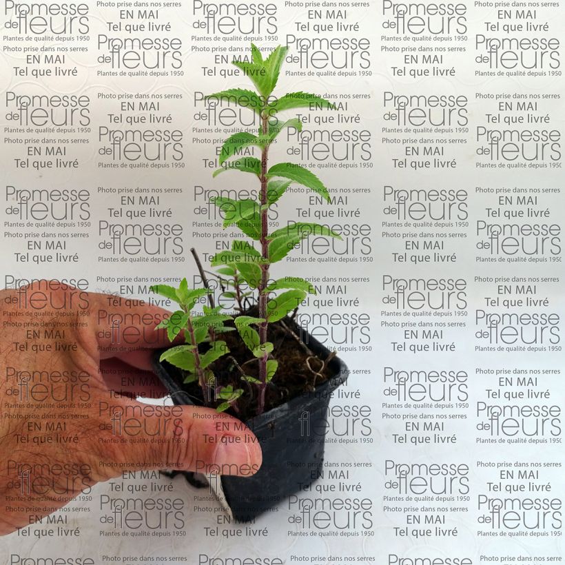 Example of Mentha smithiana rubra specimen as delivered