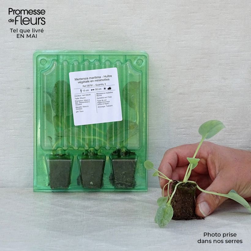 Mertensia maritima - Vegetable Oyster Plug plant 3/4cm sample as delivered in spring