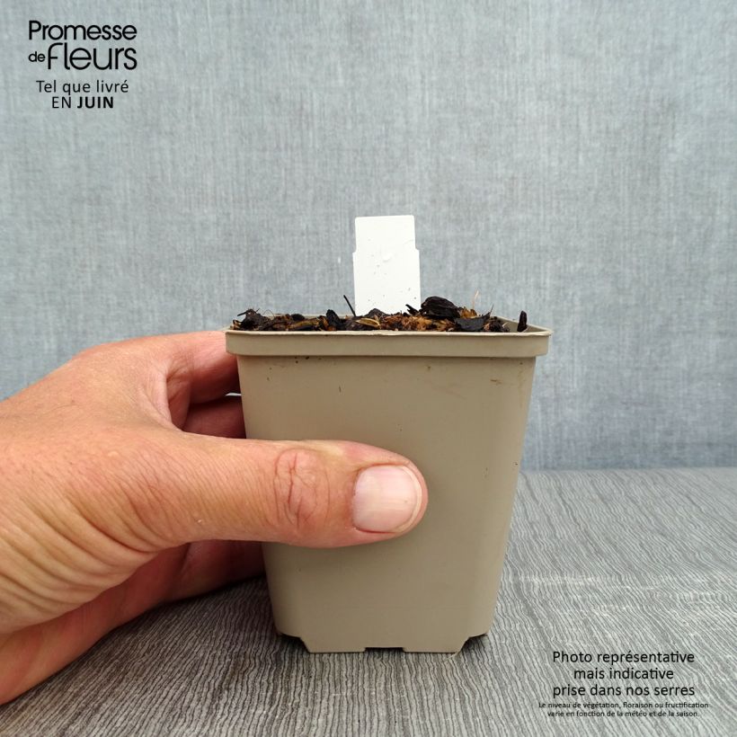 Virginian bluebells 8/9 cm pot sample as delivered in summer