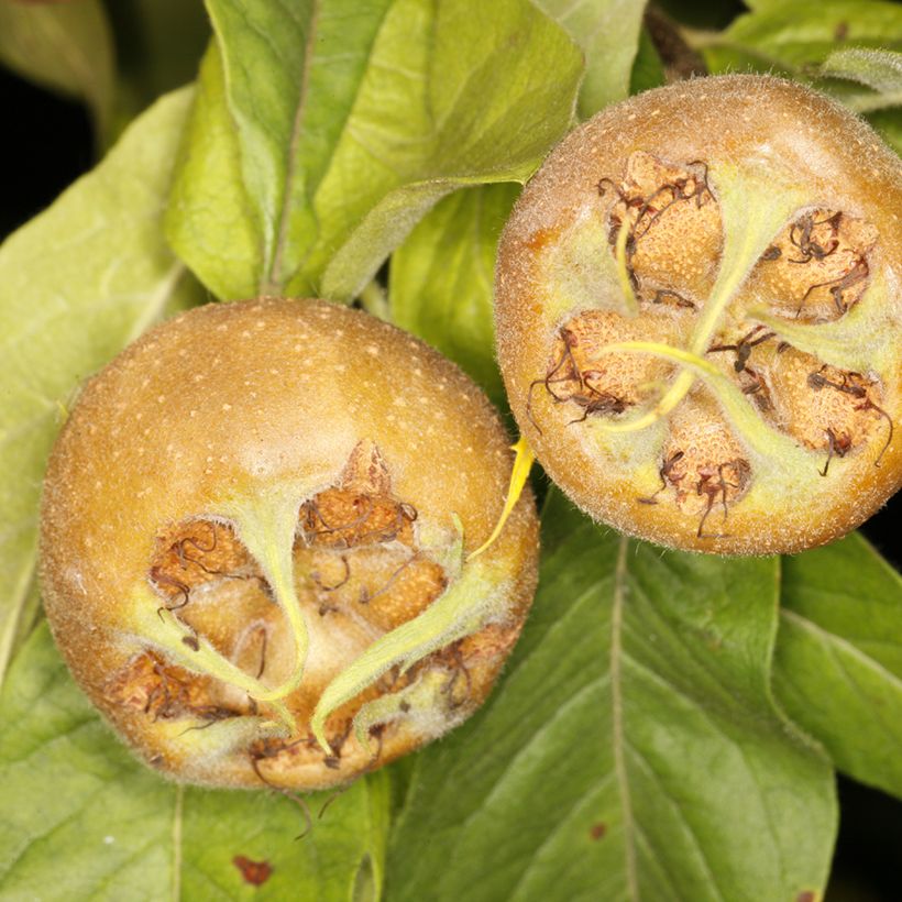 Medlar Bredase Reus - Mespilus germanica (Harvest)