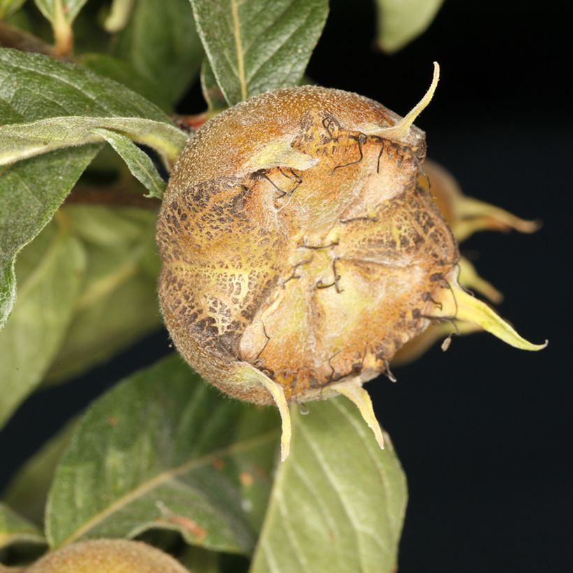 Medlar Macrocarpa - Mespilus germanica (Harvest)