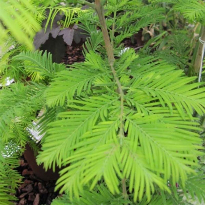 Metasequoia glyptostroboides Chubby - Dawn Redwood (Foliage)