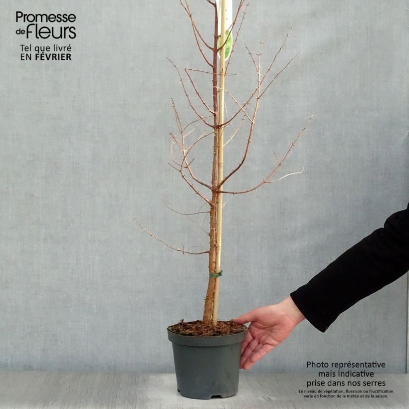 Metasequoia glyptostroboides en pot de 3L/4L sample as delivered in winter