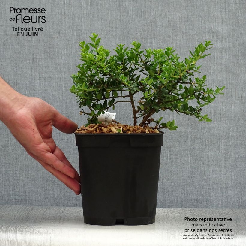 Metrosideros carminea Ferris Wheel 3L/4L potShipped height around 20+cm sample as delivered in summer