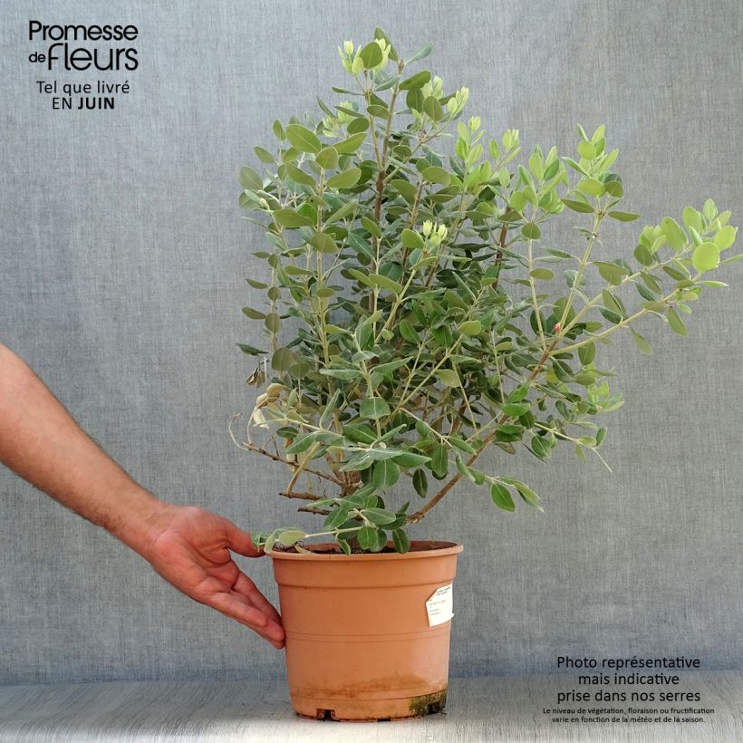 Metrosideros excelsa 3L/4L pot sample as delivered in summer