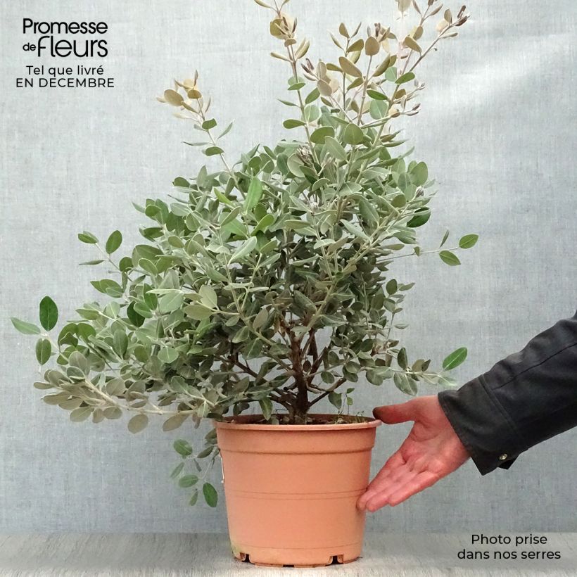 Metrosideros excelsa - Arbre de Noël de Nouvelle-Zélande en pot de 7,5L/10L sample as delivered in winter