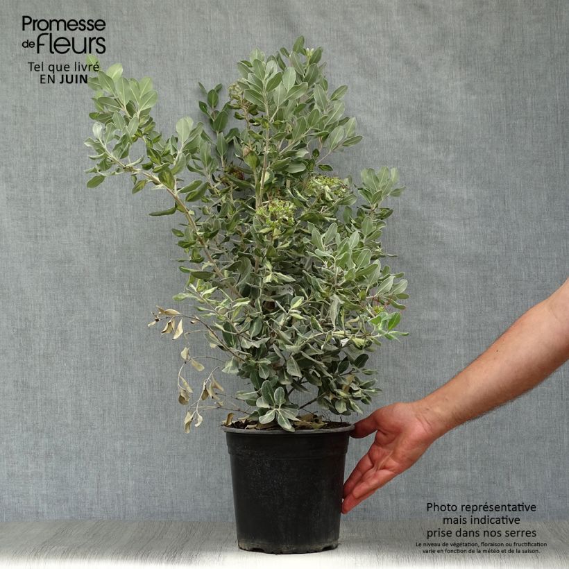 Metrosideros kermadecensis Sunninghill Pot de 4L/5L sample as delivered in summer