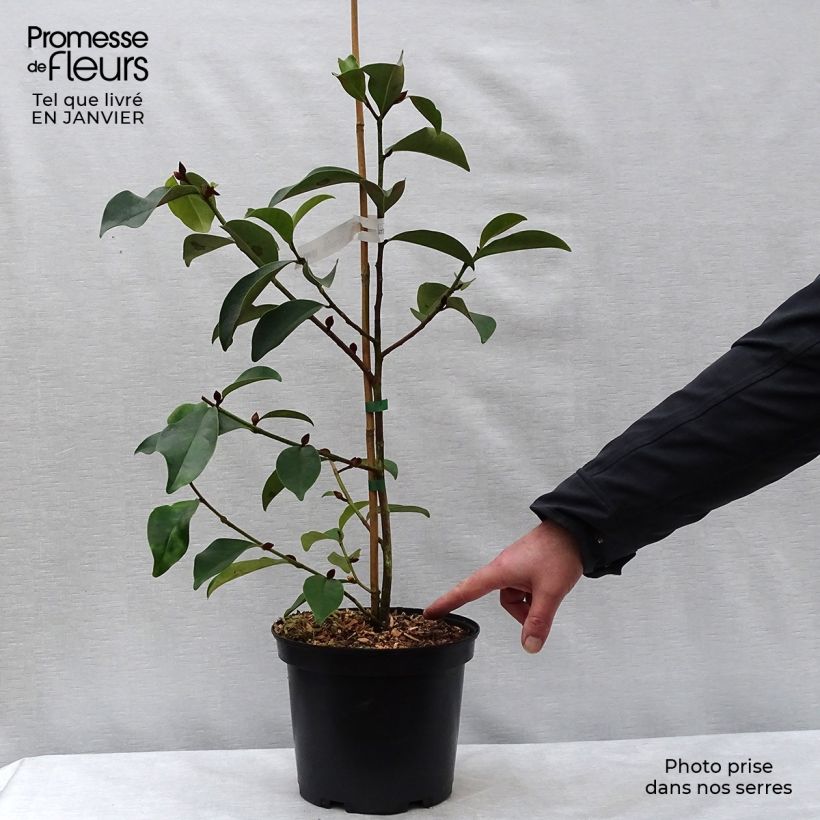 Michelia Fairy Lime - Michelia hybride Pot de 4L/5L sample as delivered in winter