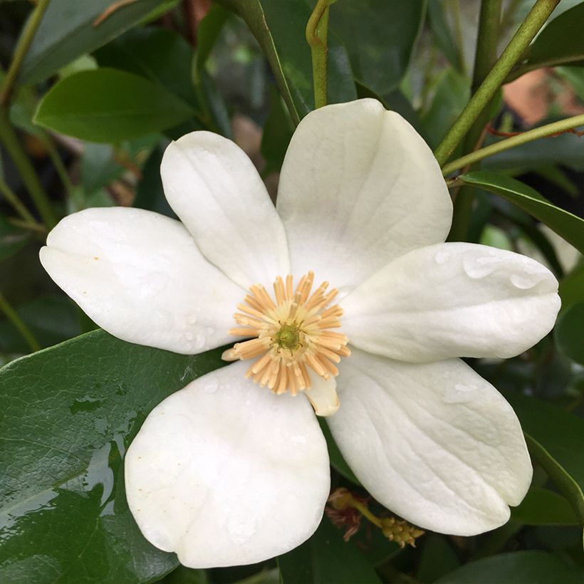 Magnolia yunnanensis (Flowering)