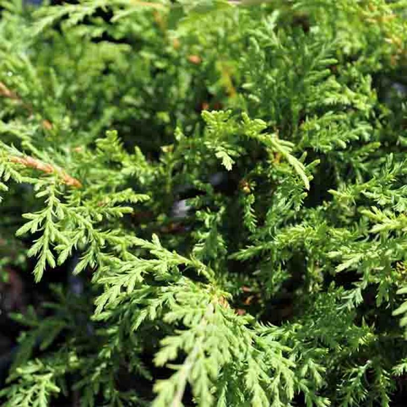 Creeping Siberian Cypress - Microbiota decussata (Foliage)