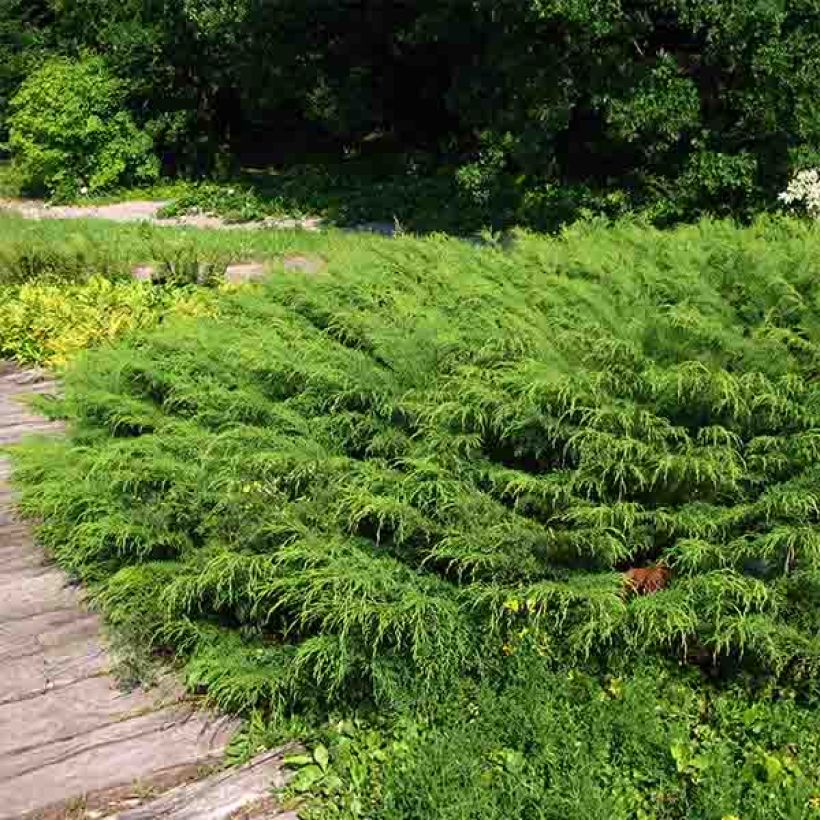 Creeping Siberian Cypress - Microbiota decussata (Plant habit)