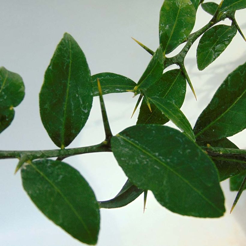 Finger lime green pearls - Microcitrus australasica (Foliage)